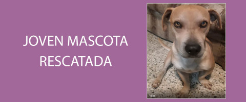 Joven-Mascota-Rescatada