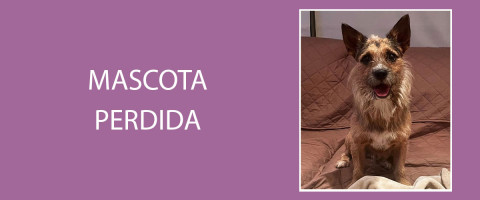 Cover-Oficial-Mascota-Perdida