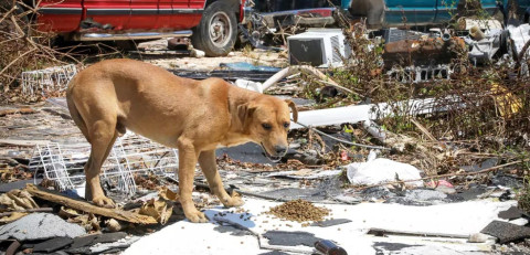Disaster-response-update-Hurricane-Dorian-animal-rescue
